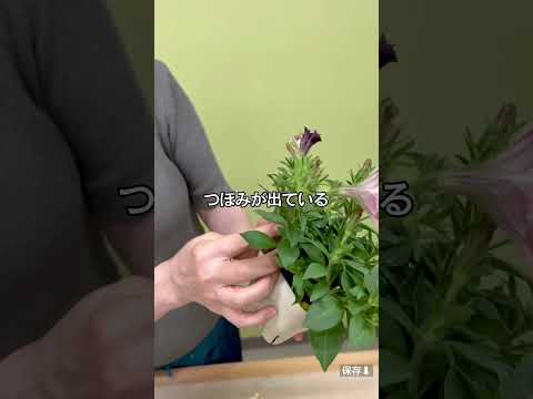 ペチュニアを種子から育てる方法