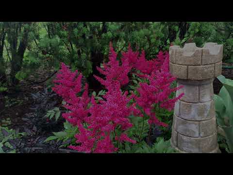 Astilbe Plant Profile