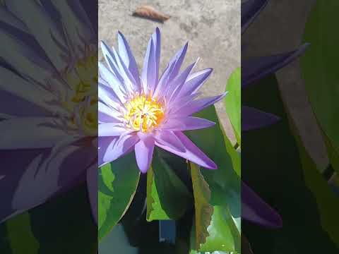 My Garden 🪷#trendingshorts #viralshortsvideo #flowers #garden #tropical #nature #waterlilly #shorts