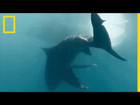The port of Nouméa, a haven for bull sharks