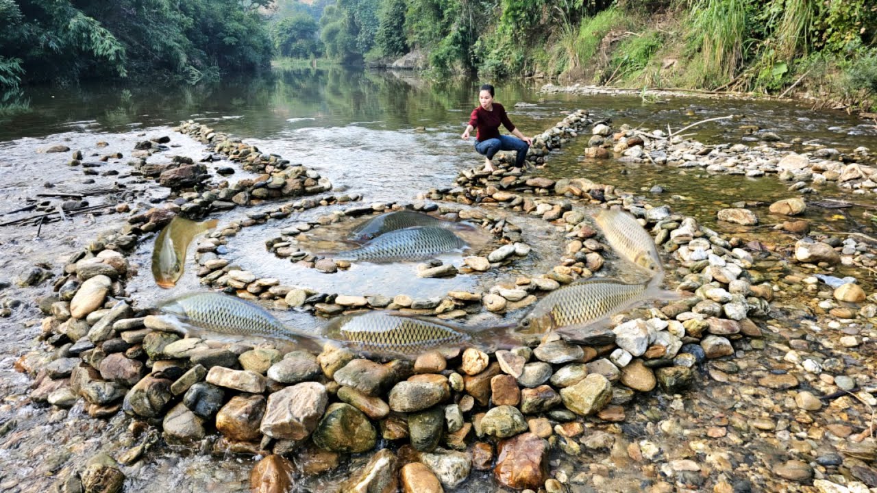The girl used stacked stones to create a unique fish trap, and caught many fish in the trap.