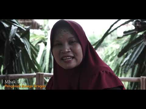 DRAGON FRUIT FIELD, Astaga Dragon Wonosobo Banyuwangi