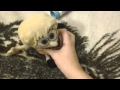 SpongebobPuppets Wormy