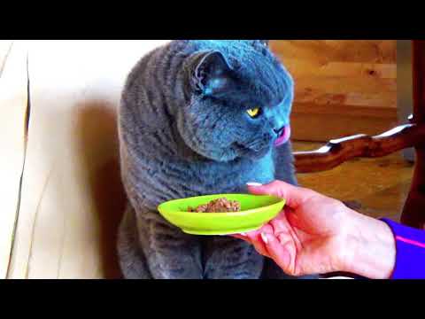 Blue British Cat Oophen must not ever again eat from the floor.