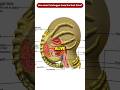 How Does The Facehugger Keep The Host Alive During The Impregnation Shorts Viral