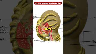 How does the Facehugger Keep the Host Alive during the Impregnation? #Shorts #Viral
