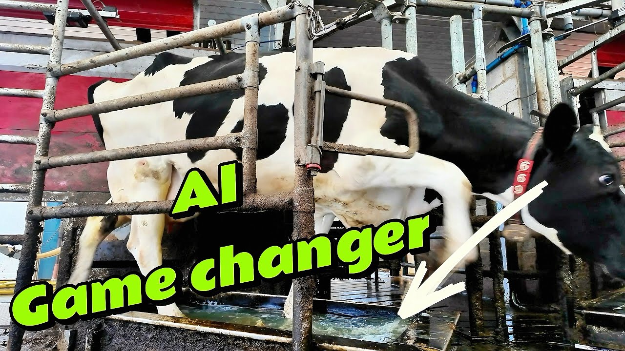 Every dairy farmer NEEDS to do this –   Artificial Intelligence for cows