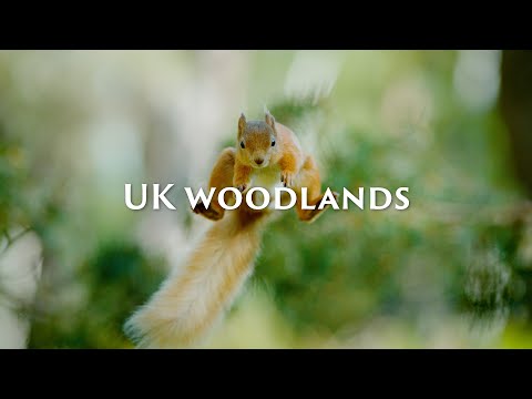 Our woodlands need protecting | Save Our Wild Isles