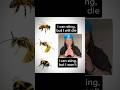 Wasps Are Like 2012 Kingvon