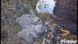 SWFL Eagles ~ Birds Of A Feather ~ M Brings In Dove & Feeds E's 1.10.18