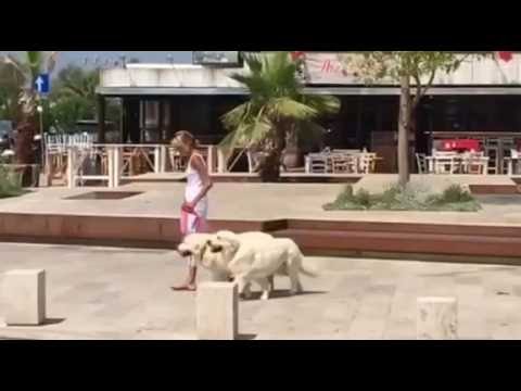 Hundeschule München: Nach 3 Monaten Hundeinternatsausbildung