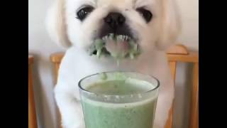 Dog loves a smoothie