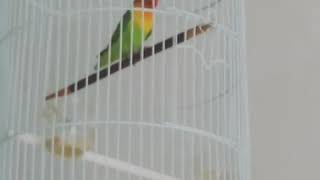 Download lagu Lovebird mie tek-tek mp3