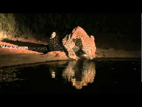 at night, male leopard drinks at water point