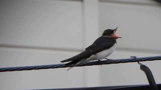 A swallow on a wire