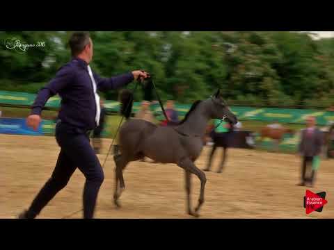 N.70 AMALTEA REGALIS - Bergamo 2018 - Futurity Fillies (Class 12)