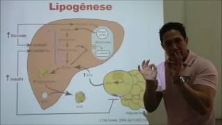 Lipogênese