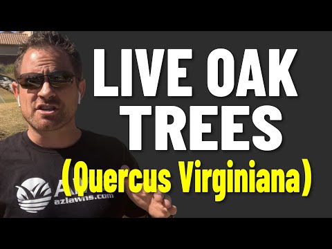 Live Oak Trees Are Great Shade Trees With Little Shedding