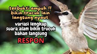 Download lagu Trucukan GACOR ngalas ROPEL PANJANG suara alam AMPUH buat pancingan jadikan trucuk Gacor GARUDA mp3 Download lagu Trucukan GACOR ngalas ROPEL PANJANG suara alam AMPUH buat pancingan jadikan trucuk Gacor GARUDA mp3