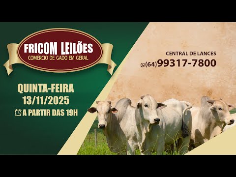 FRICOM LEILÕES 13/11/2025  (HOJE) / AO VIVO - LEILÃO DE GADO DE CORTE - PIRACANJUBA - GO