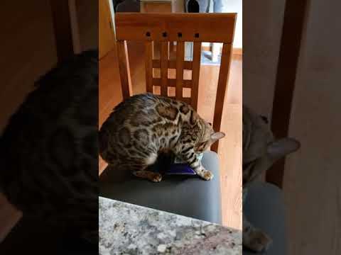 Cooking Lessons from a Bengal Cat 🐈