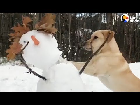 Here's A Supercut Of A Yellow Lab Who Loves To Destroy Snowmen