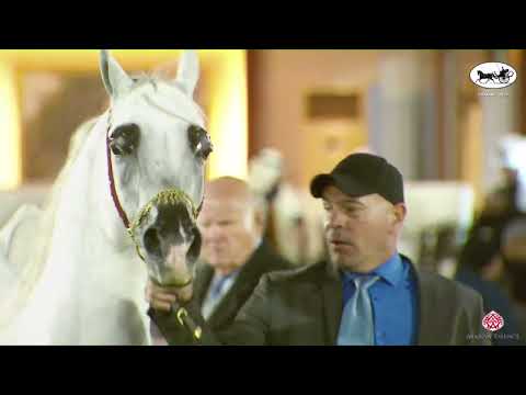 N 225 ALBANO   PSAIAHF 2023   Stallions 10+ Years Old Class 12