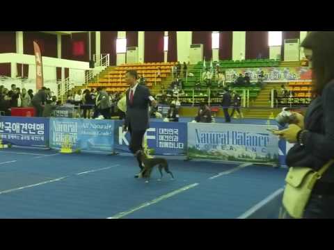 chorong best junior bitch apcs anseong dog show  2016.11.05