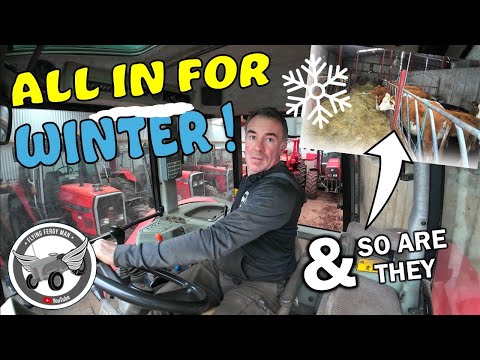 THEY ARE ALL IN FOR THE WINTER AND SO ARE THE COWS!!