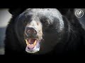 Black Bear Sound Effects