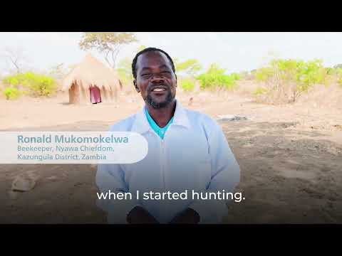 Conserving wildlife and improving livelihoods through beekeeping in southern Zambia