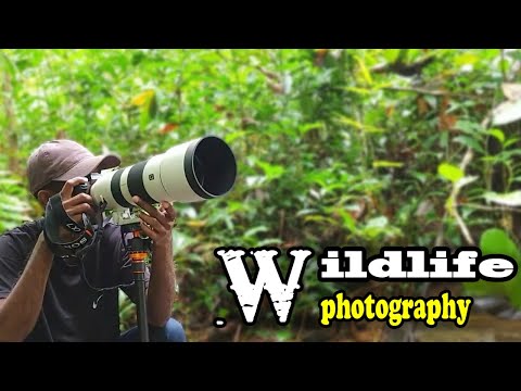wildlife photography video|#wildlife#nature#wildlifephotography