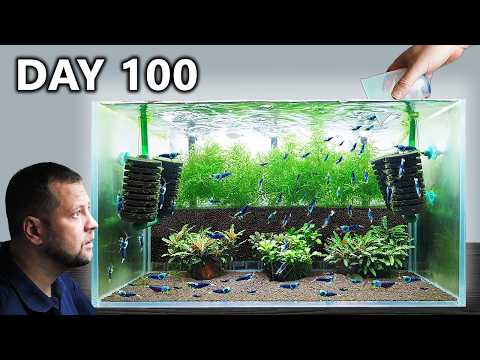 2 Caridina Shrimp Tanks Setup – 100 Day Cycle (Step by Step KW Shrimp Method)