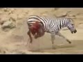Los Animales Más CRUELES Del Mundo. /SECUESTRADOR DE CUERPOS
