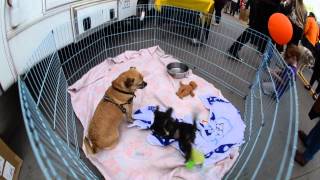 MaxFund Dog Rescue get attention at Union Station Transit Center