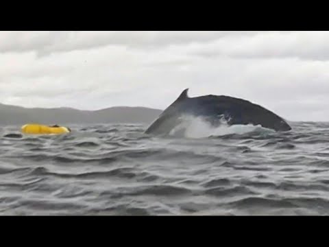 Wal verschluckt Mann – und spuckt ihn wieder aus