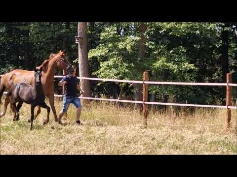 "Impressive" SF von Ivanhoe x Desperados