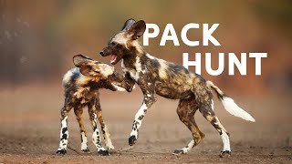 Wild Dogs Vs Buffaloes: Africa's Underdogs Take On Beasts For Survival | Wild Dogs Documentary