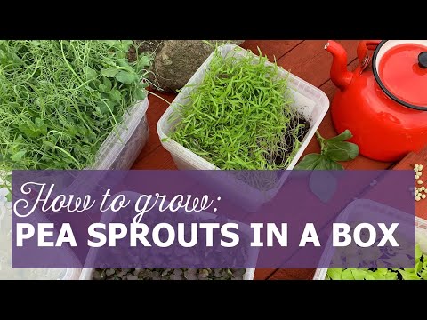 How to grow pea sprouts in a box