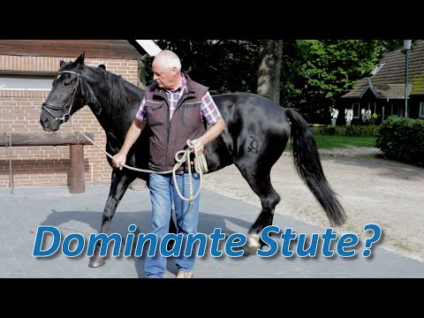 Dominante Stute für Wiedereinsteigerin - Ariane Telgen holt sich tierärztlichen Rat dazu ein