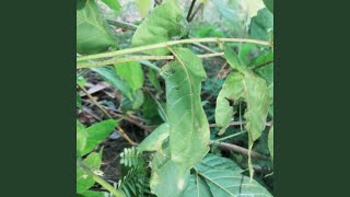 Download lagu Mun Paduduaan mp3