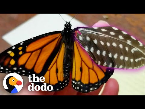 Woman Repairs a Butterfly's Wing With a Feather