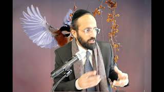 החיזוק היומי • הרב ישי יפת (הרב ישי יפת) - התמונה מוצגת ישירות מתוך אתר האינטרנט יוטיוב. זכויות היוצרים בתמונה שייכות ליוצרה. קישור קרדיט למקור התוכן נמצא בתוך דף הסרטון