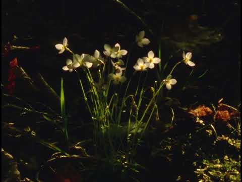 Spring sunset (16mm, Ektachrome 100D)