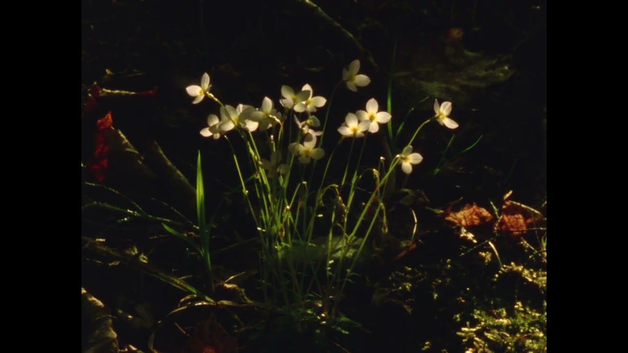 Spring sunset (16mm, Ektachrome 100D)