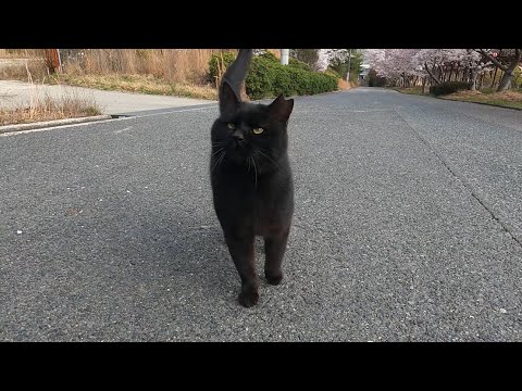 Black stray cat headbutting my camera many time in the morning.