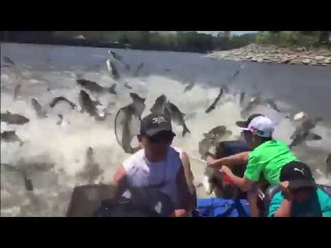 Thousands of fish jumping out of the water