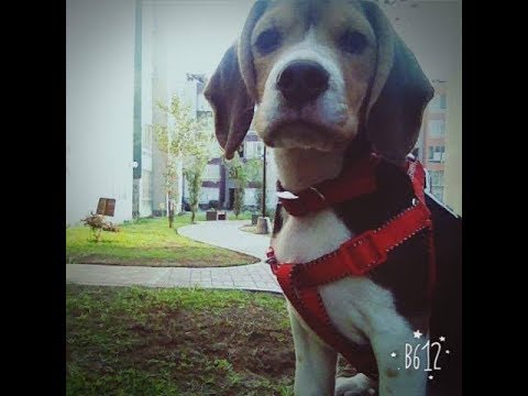 Ella Será - Fabio Legarda ft XDM (Lyrics Video)