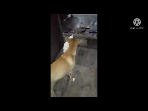 AWAY NG MAG  KAPITBAHAY,PARA KAYONG ASOT PUSA MATIRA MATIBAY