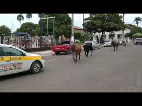 MIRANDA MATO GROSSO DO SUL PANTANAL BRASIL(2)